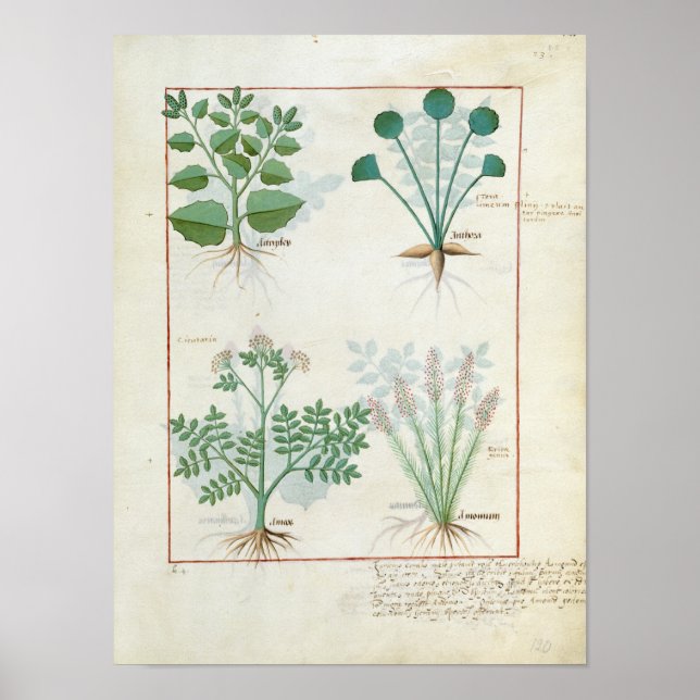 Poster Salt Bush et Anthora Absinthium et Cardamom (Devant)