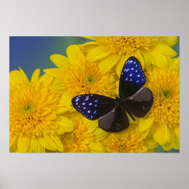 Poster Sammamish Washington Photo de Papillon 41 (Devant)