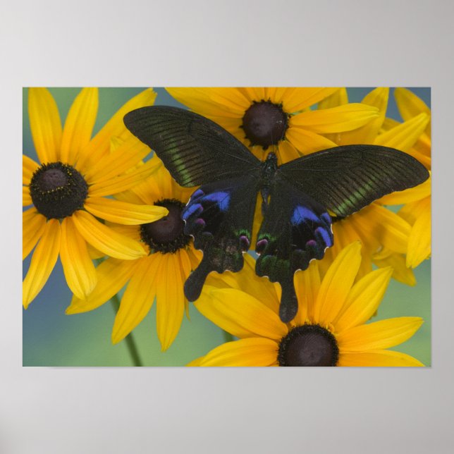 Poster Sammamish Washington Photographie de papillon (Devant)