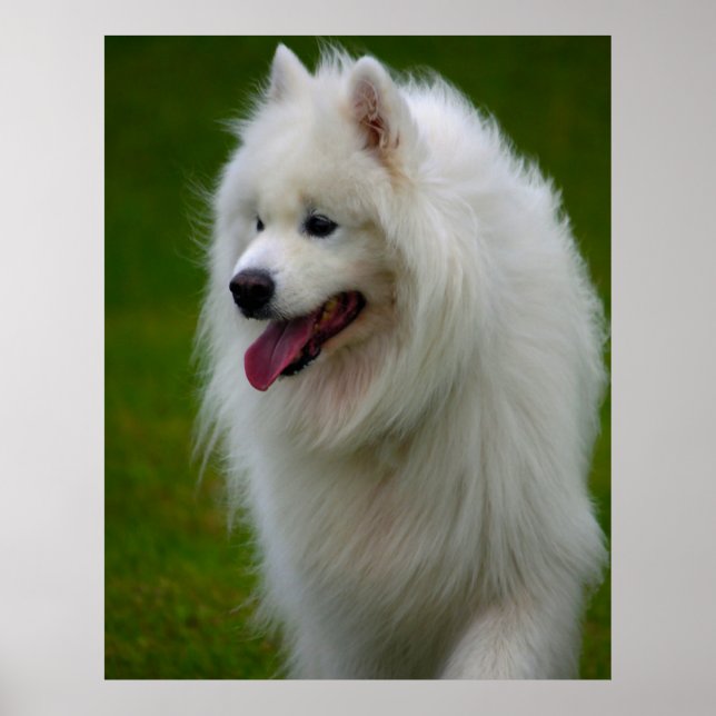 Poster Samoyed Dog. (Devant)