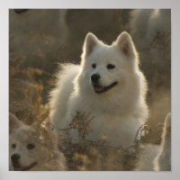 Poster Samoyed Dog Breed