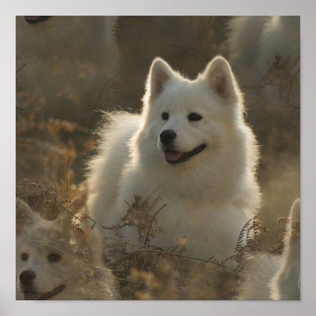Poster Samoyed Dog Breed (Devant)