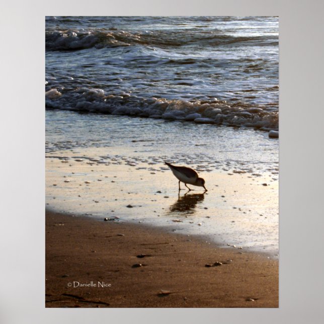 Poster Sandpiper (Devant)
