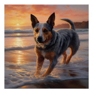 Poster Sandy Paws Australian Cattle Dog on Beach Sunset
