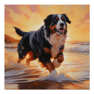 Poster Sandy Paws Bernese Mountain Dog on Beach Sunset