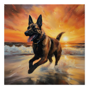 Poster Sandy Paws Chien Malinois Belge sur le coucher du 