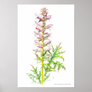 Poster Sangsues d'ours Acanthus mollis aquarelle art