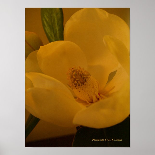 Poster Sateen Magnolia (Devant)