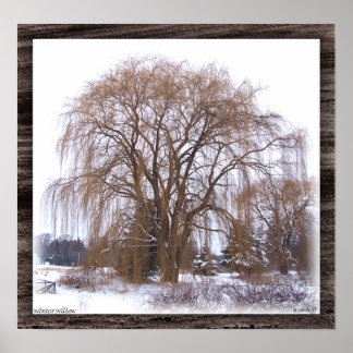 Poster Saule d'hiver - Maté