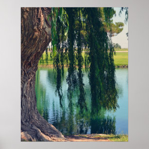Poster Saule pleurant 20" x 16" papier d'affiche (mat)