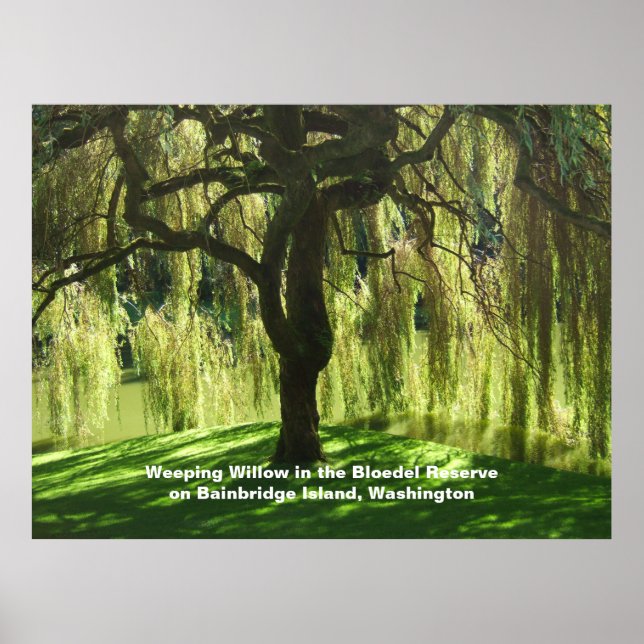 Poster Saule pleureur Bloedel Reserve Bainbridge Island (Devant)