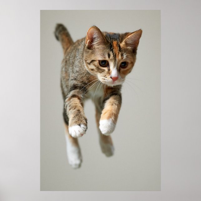 Poster Saut de chat Calico (Devant)