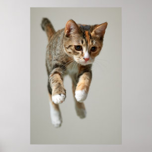 Poster Sauter de chat de calicot