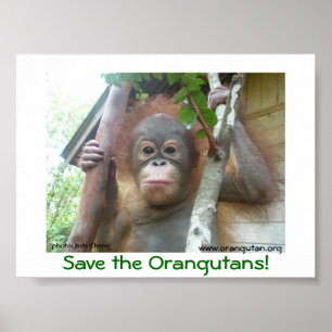 Poster Sauvez les orangs-outans
