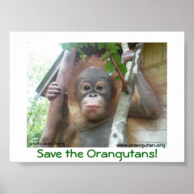 Poster Sauvez les Orangutans (Devant)