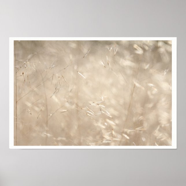 Poster Savannah Golden Grass A3 (Devant)