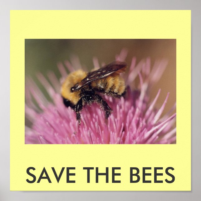 Poster : SAVE THE BEES (Devant)