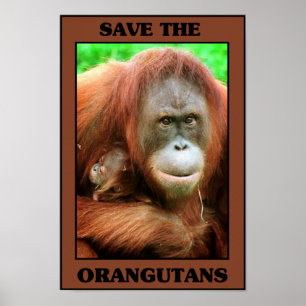 Poster Save the Orangutans