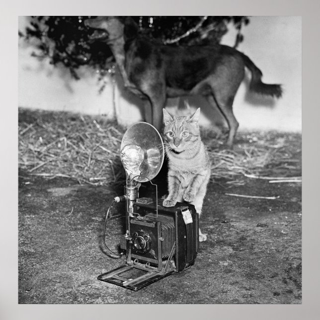 Poster Say Catnip : 1936 (Devant)