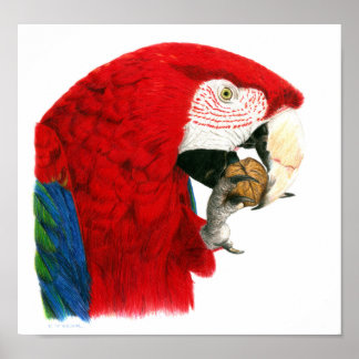 Poster Scarlet Macaw