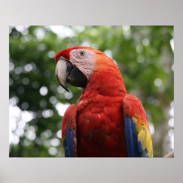 Poster scarlet macaw copan (Devant)