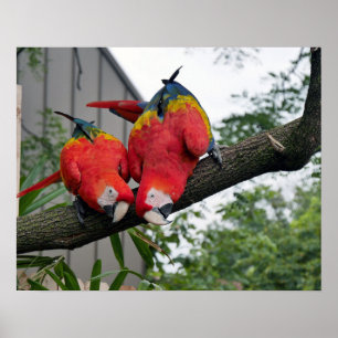 Poster Scarlet Macaws