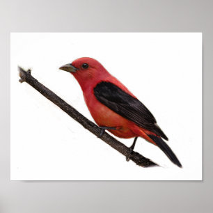 Poster Scarlet Tanager sur Branche