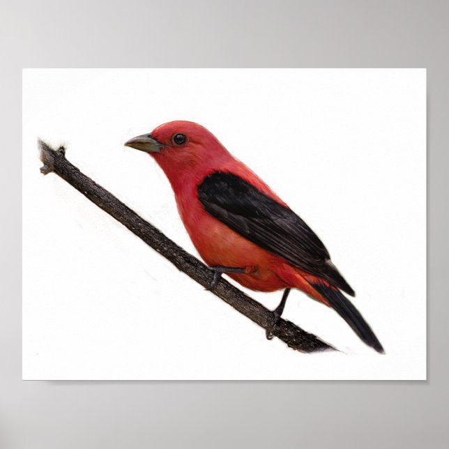 Poster Scarlet Tanager sur Branche (Devant)