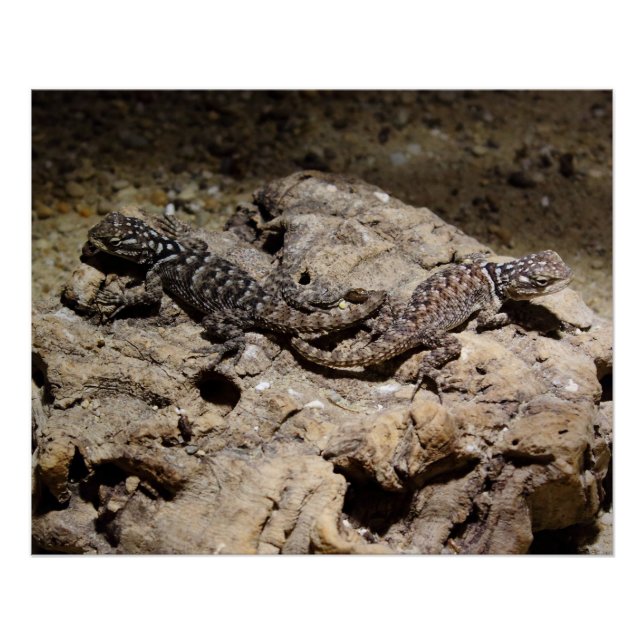 Poster Sceloporus cyanogenys (Devant)