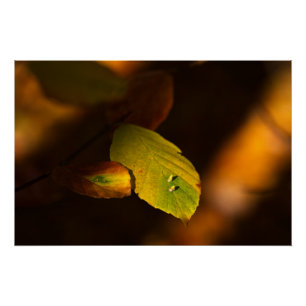 Poster Scène automnale avec des feuilles prenant le solei