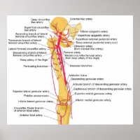 Schéma des principales artères de la cuisse humain