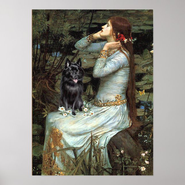 Poster Schipperke 4 - Ophelia Siège (Devant)