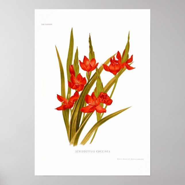 Poster Schizostylis coccinea (Lys de Kaffir) (Devant)