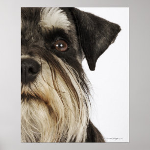 Poster Schnauzer miniature, tir de studio, plan rapproch