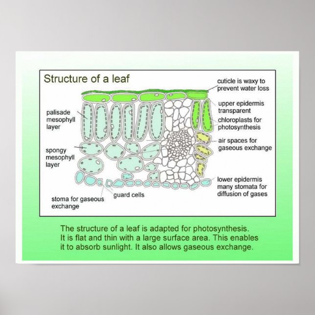Poster Science, Plante, structure d'une feuille (Devant)