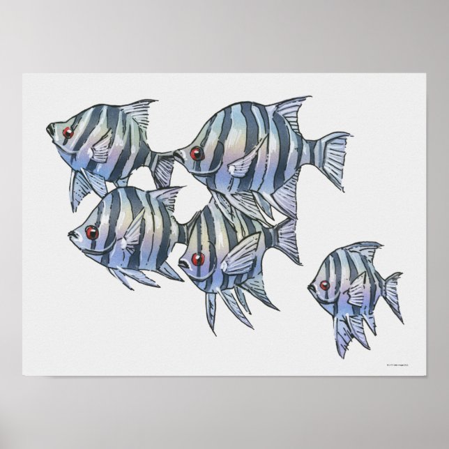 Poster Scissortail Sergeant (Devant)