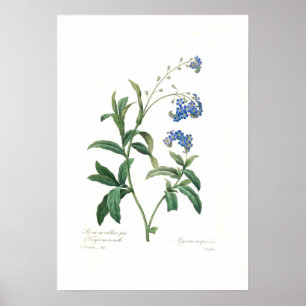 Poster Scorpioides de Myosotis