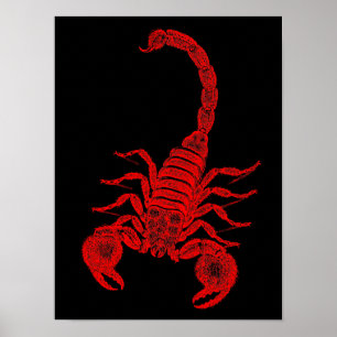 Poster Scorpion d'illustration vintage des années 1800 Sc