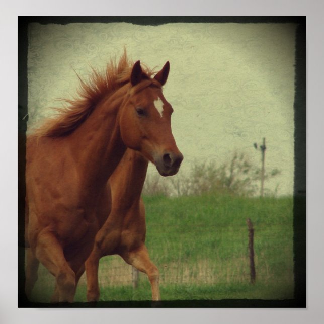 Poster Scotch Trots (Devant)