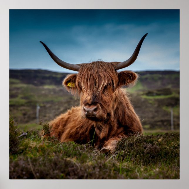 Poster Scottish Highland Cow Longhorn Bull Rancher (Devant)