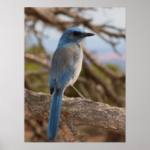 Poster Scrub Jay