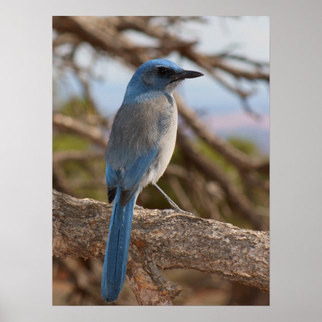 Poster Scrub Jay (Devant)