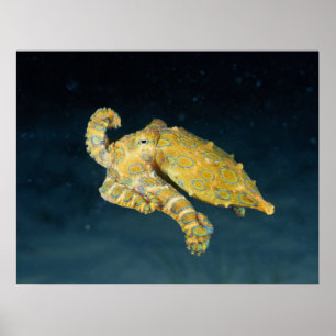 Poster Sea Life - Octopus
