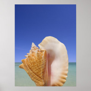 Poster Sea shell Close