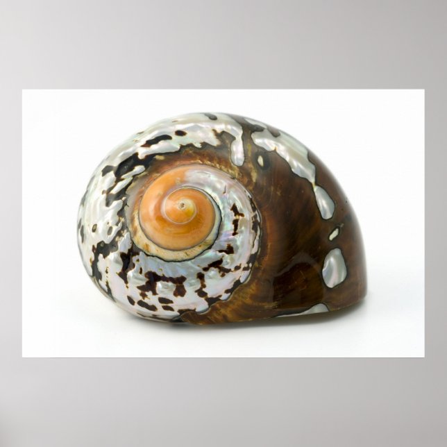Poster Sea Shell Mother Of Pearl Art (Devant)
