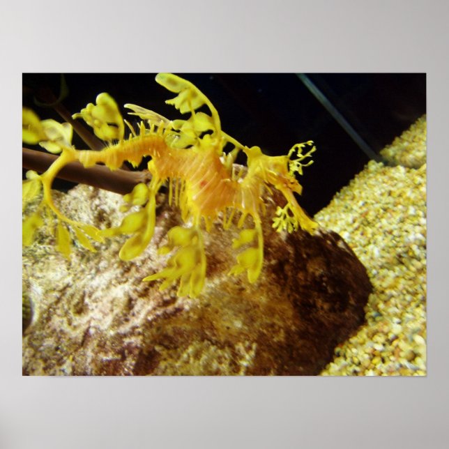 Poster seadragon (Devant)