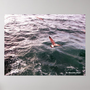 POSTER SEAGULL VOL AU-DESSUS DES VAGUES