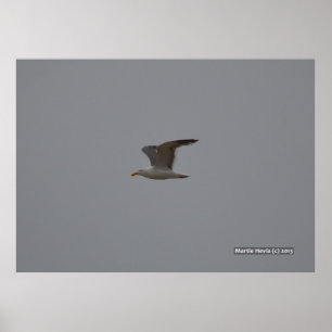 Poster Seagull Wings
