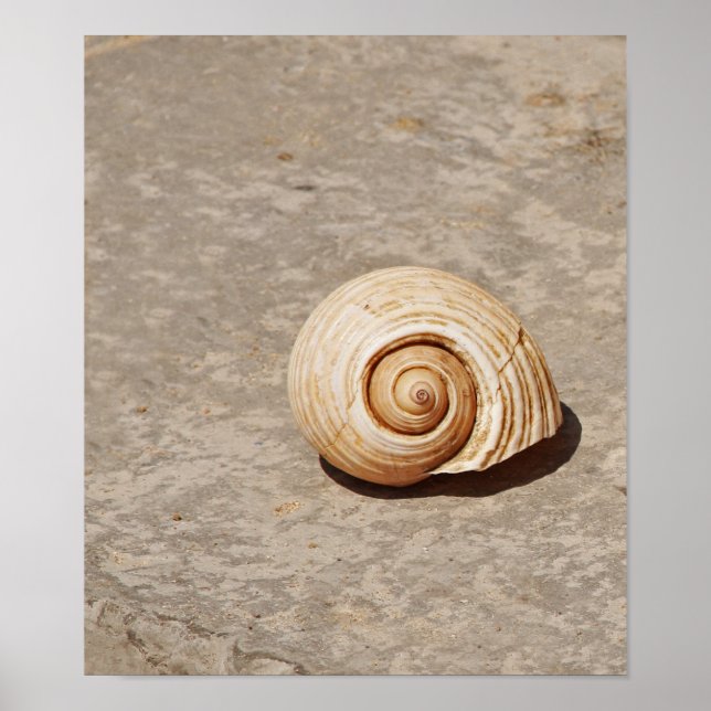 Poster SeaShell (Devant)