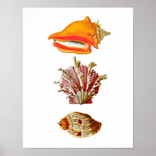 Poster Seashell Art Imprimer n° 10 Beach Wall Decor
